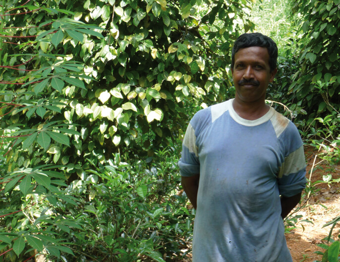 Producteur poivre vert coopÃ©rative SOFA au Sri Lanka
